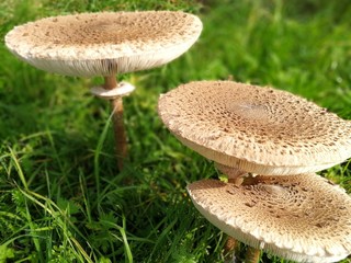 Schirmpilze auf der Wiese