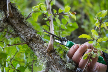 Autumn agricultural works, orchard maintenance, branching on fruit trees, agricultural scissors and...