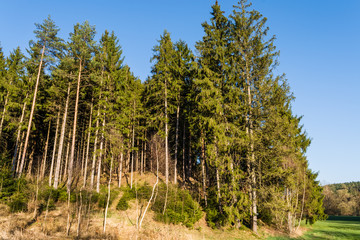 Coniferous forest in spring