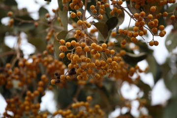 Fruits of an African fig tree