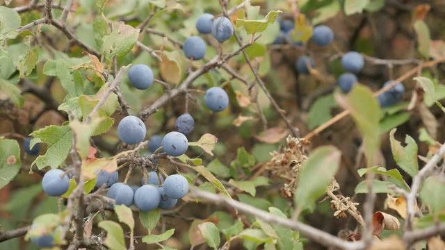 Slow motion of Prunus spinosa blue berries footage - Blackthorn sloe shrub natural food slow-mo video 