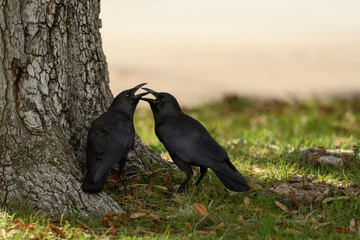 Amercian Black Crow