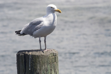Common Gull (Larus Canus)