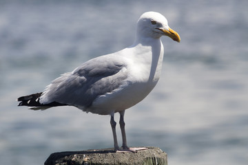 Obraz premium Common Gull (Larus Canus)