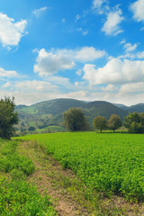 Fototapeta na wymiar Green fields in a day of september, natural landscape