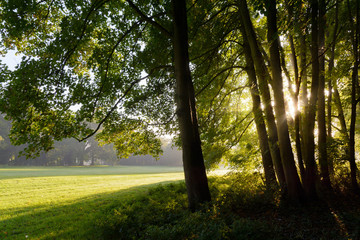 Sunrise light illuminating a misty meadow and bursting through the trees of the wood edge.