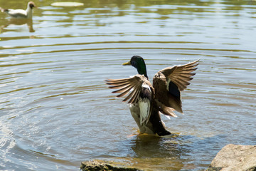 Duck spreads wings
