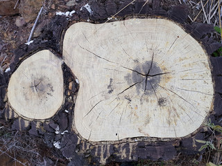 Sezione di tronco d'albero