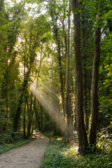 Morning sun rays bursting through the foliage of the wood.