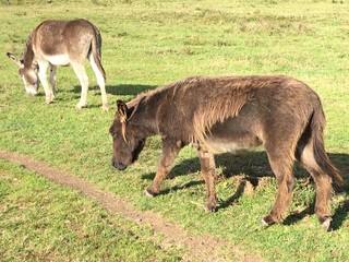 Esel vorbeigehend
