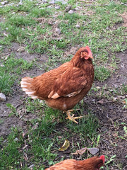 Huhn auf der Wiese