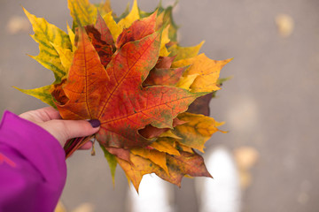 Young woman holds a bouquet of multi-colored maple leaves