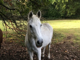 Wei&szlig;er Schimmel 
