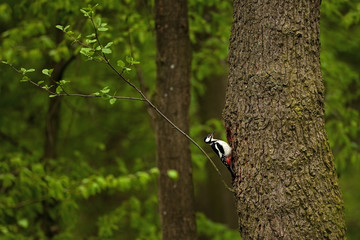 great spotted woodpecker, dendrocopos major