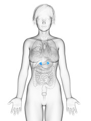 Naklejka premium 3d rendered medically accurate illustration of the female adrenal glands