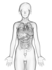 Fototapeta premium 3d rendered medically accurate illustration of the female organs