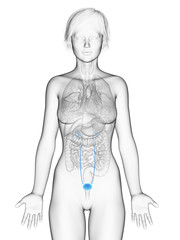 Naklejka premium 3d rendered medically accurate illustration of the female bladder