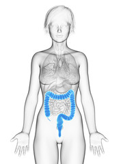 3d rendered medically accurate illustration of the female colon