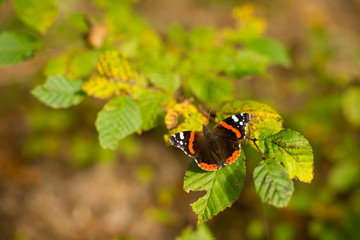 Macro of red admiral butterfly on the autumn leaves