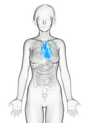 3d rendered medically accurate illustration of the female heart