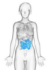 Naklejka premium 3d rendered medically accurate illustration of the female small intestine