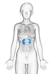 Fototapeta premium 3d rendered medically accurate illustration of the female kidneys