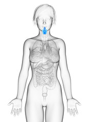 Fototapeta premium 3d rendered medically accurate illustration of the female larynx