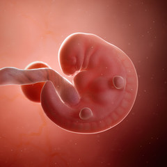 3d rendered medically accurate illustration of a fetus week 6