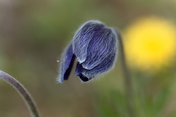 The pasque flower Pulsatilla montana