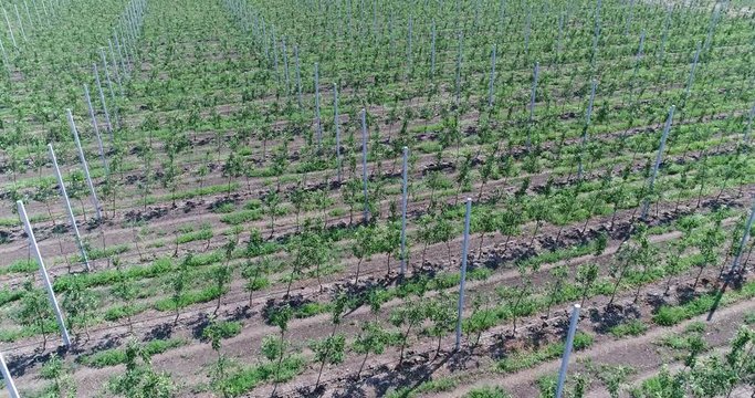 A view of the seedlings of trees from the air, flying over tree seedlings, a garden center, a young apple garden on the field, Rows of tree saplings in the Young apple garden, 4k, aerial