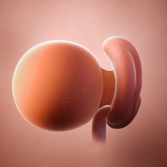 3d rendered medically accurate illustration of a fetus week 4