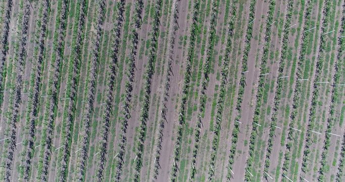 A view of the seedlings of trees from the air, flying over tree seedlings, a garden center, a young apple garden on the field, Rows of tree saplings in the Young apple garden, 4k, aerial