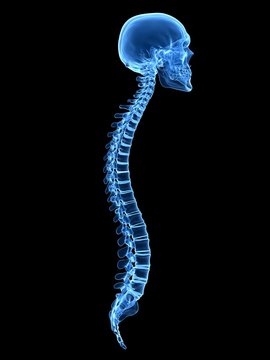 3d rendered medically accurate illustration of the spine and skull