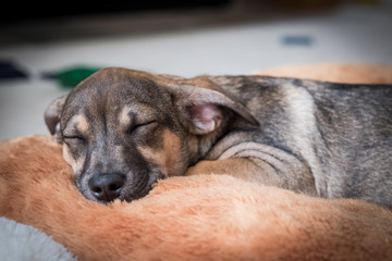 A sleeping brown and grey dog lying on a pillow