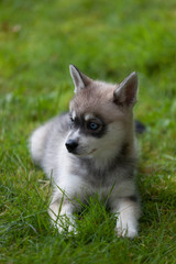 A grey and white miniature husky puppy sitting on green grass