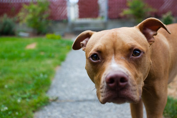 Curious and happy brown and white terrier dog