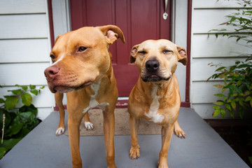 Two terriers very happy