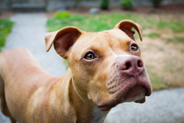 Curious and happy brown and white terrier dog