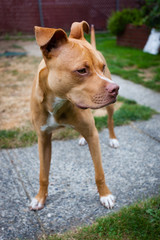 Curious and happy brown and white terrier dog