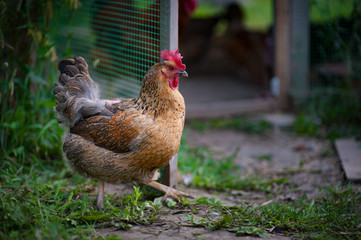 very beautiful red speckled hen walks on the background of his chicken coop