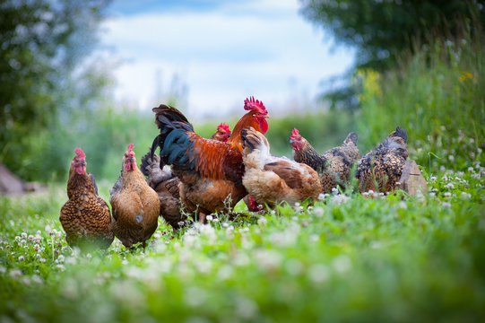 Beautiful colorful cockerel and his chickens
