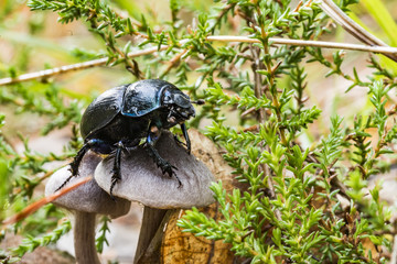 Schwarzer Mistkäfer krabbelt über einem Pilz af dem Waldboden