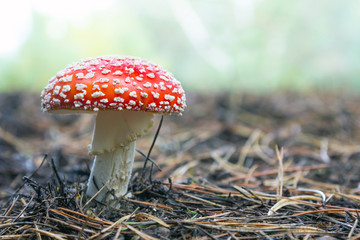 Fliegenpilz (Amanita Muscaria) 