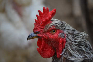 Grey rooster portrait with a red crest