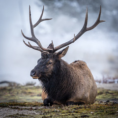 “Bull Elk” The steam vents of Yellowstone created the perfect backdrop for this portrait... - 175262665