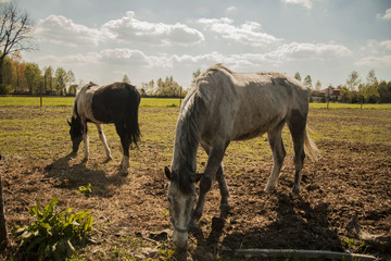 Two horses © Jakub