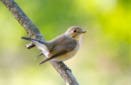 Red-breasted Flycatcher (Ficedula parva) bird female sitting on a branch on green background