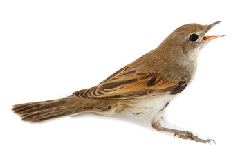Whitethroat (Sylvia communis).