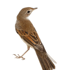 Whitethroat (Sylvia communis).