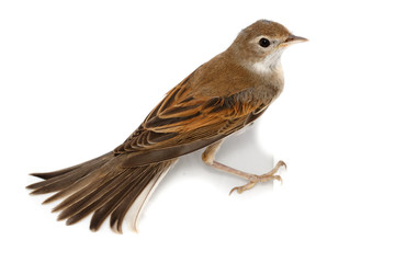 Whitethroat (Sylvia communis).